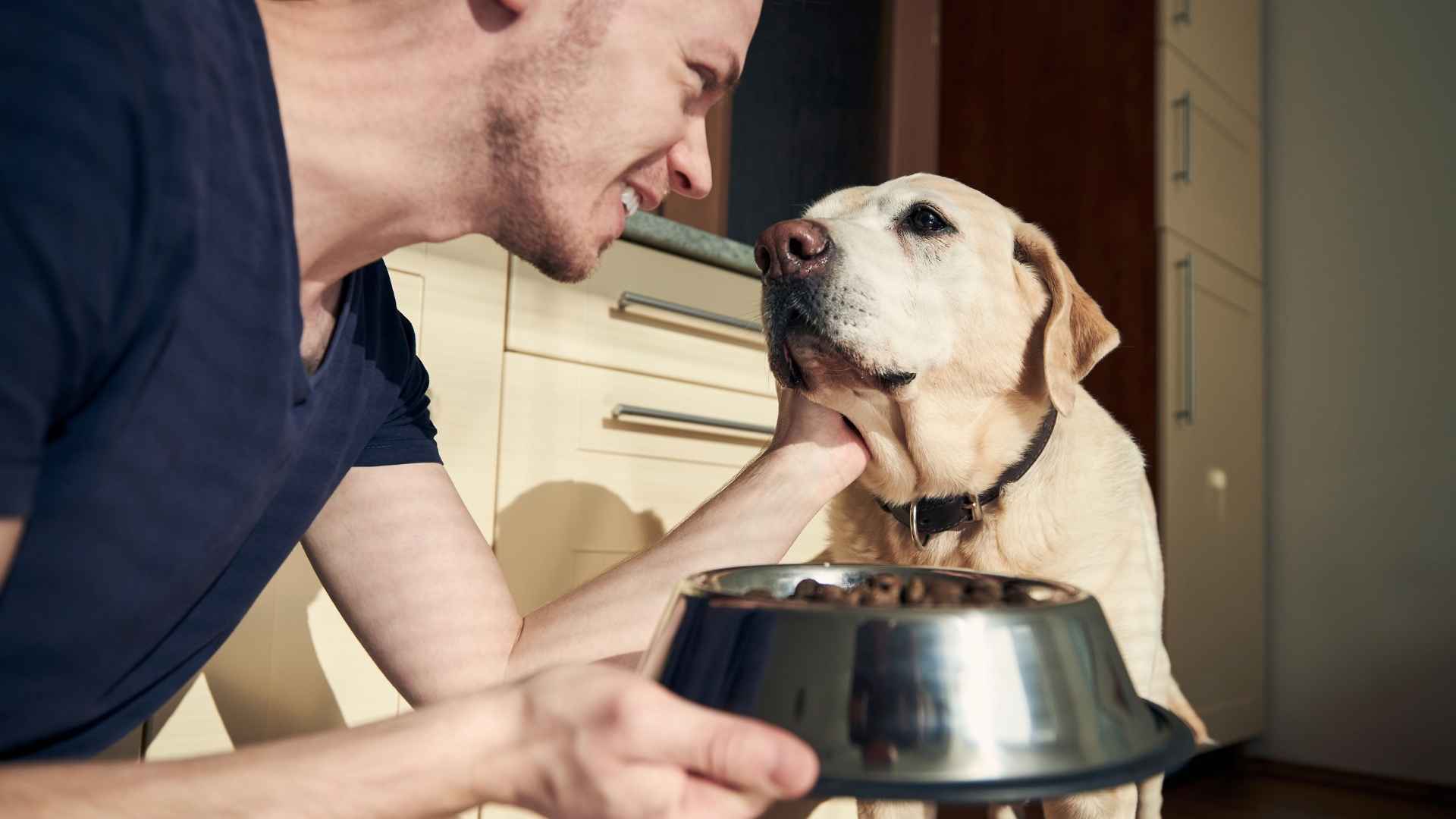 suplementos modulación intestinal perros